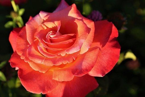 公务员辞职后养老保险