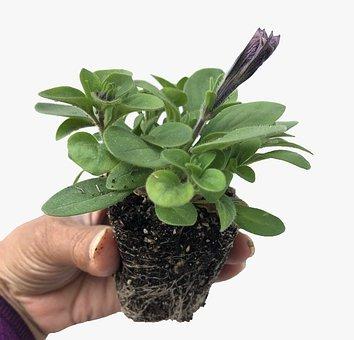 冷暴力是什么意思