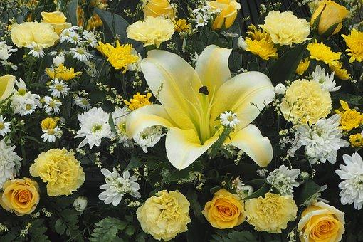 加拿大留学生申请