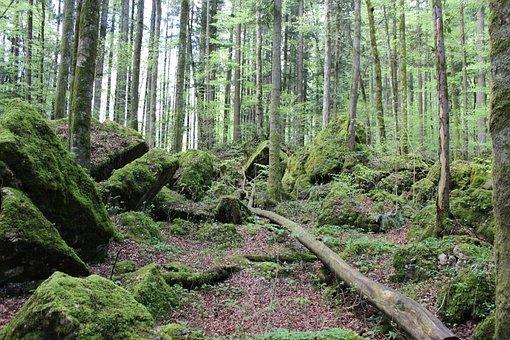 解除合同的条件