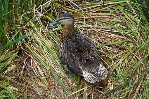 刑事诉讼法司法解释2015全文