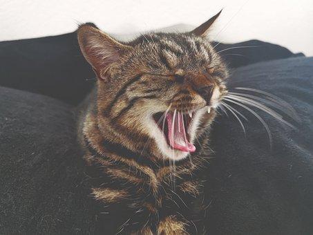 建设工程竣工验收消防备案凭证