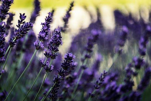 不动产包括哪些