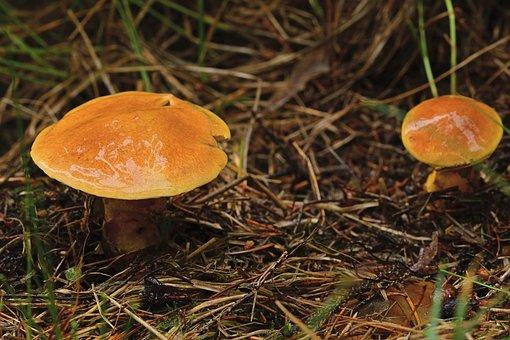 非上市股份公司股份转让