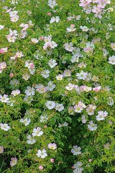 房屋租赁居间合同