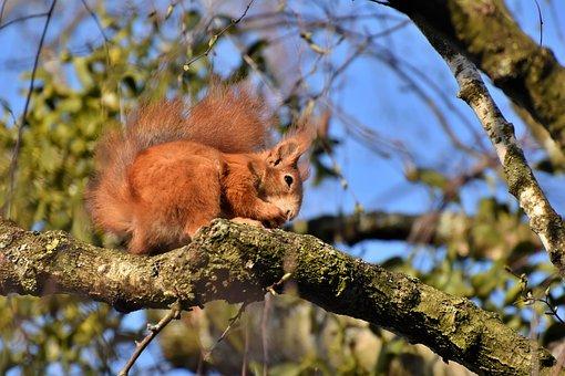 什么是网签合同