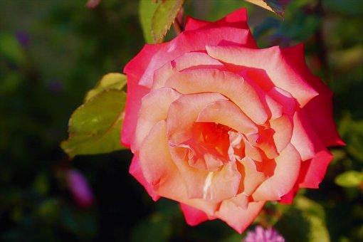 残疾证办理条件