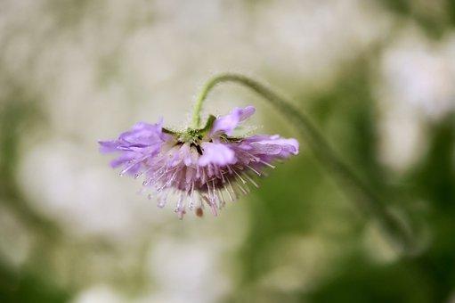 申请强制执行要几天