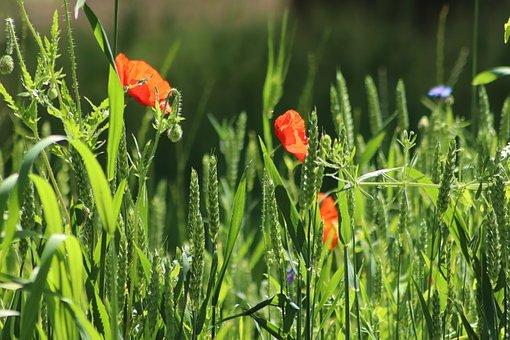 私人办有机肥厂可行吗