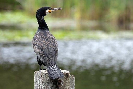 2017北京平均工资