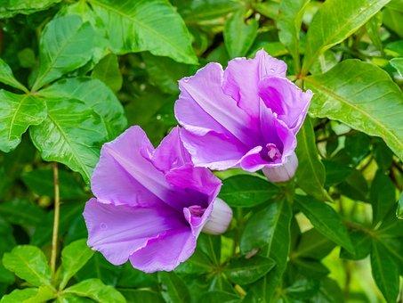 变更证明怎么写