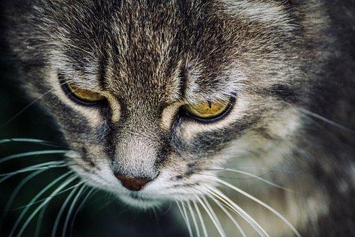 华律网律师在线咨询