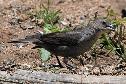 新生儿上户口需要哪些证件