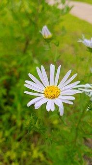 加拿大商业移民多少钱