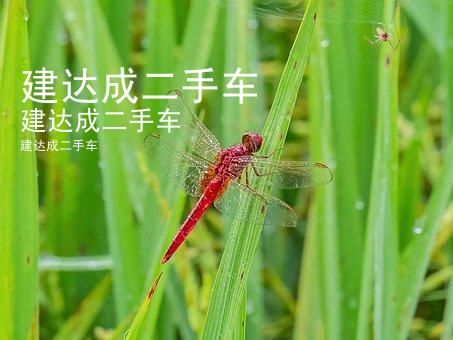 建达成二手车