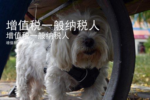 增值税一般纳税人