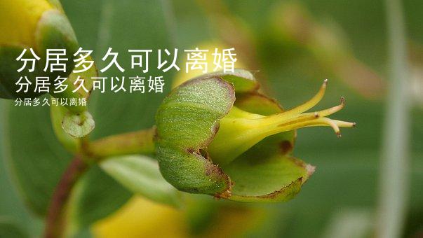 分居多久可以离婚