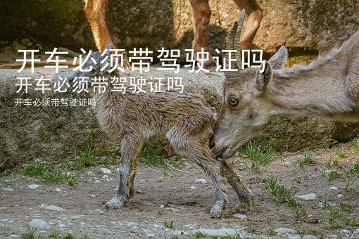 开车必须带驾驶证吗