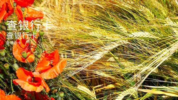 查银行卡