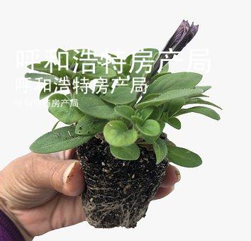 呼和浩特房产局