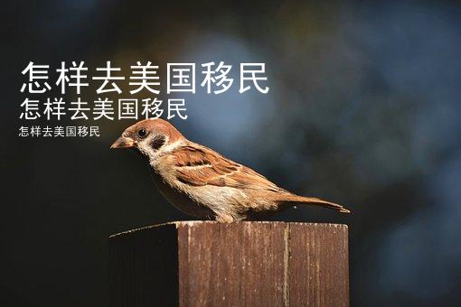 怎样去美国移民
