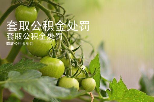 套取公积金处罚