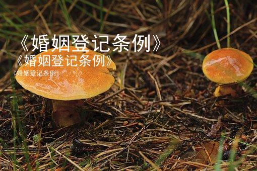 《婚姻登记条例》