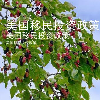 美国移民投资政策
