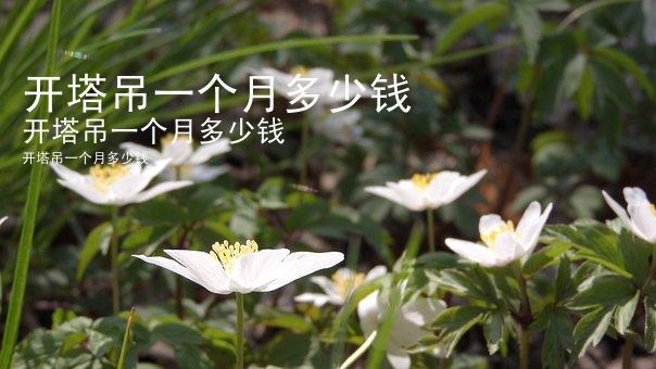 开塔吊一个月多少钱