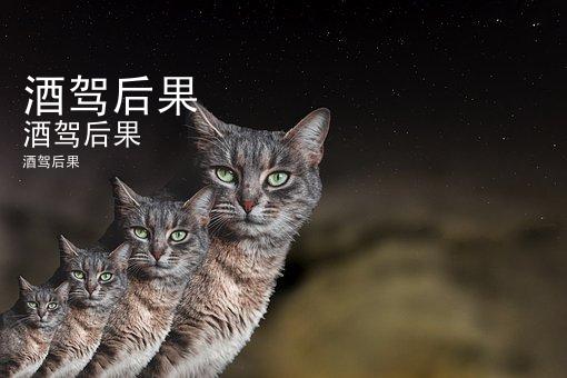 酒驾后果