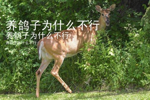 养鸽子为什么不行