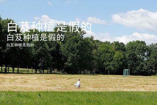 白芨种植是假的