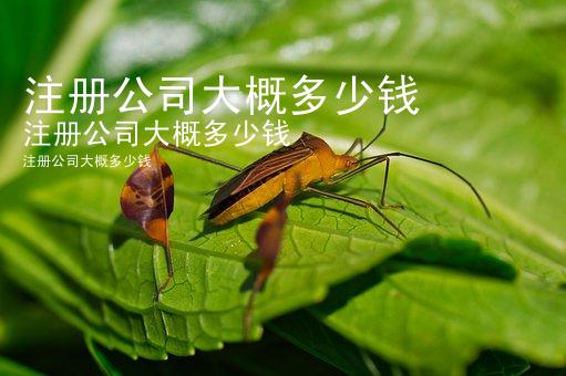 注册公司大概多少钱