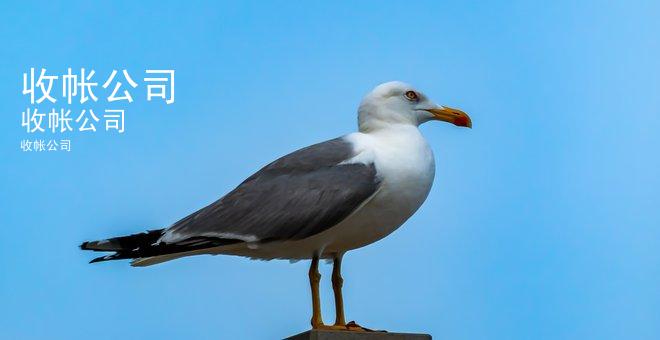 收帐公司