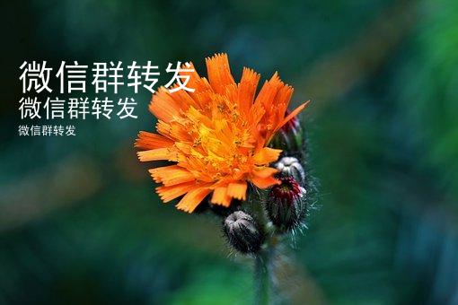 微信群转发