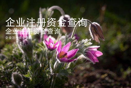 企业注册资金查询