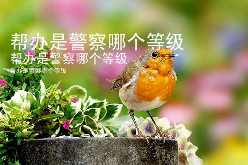 帮办是警察哪个等级