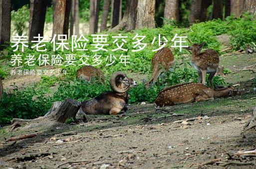 养老保险要交多少年