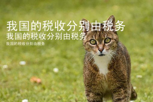 我国的税收分别由税务