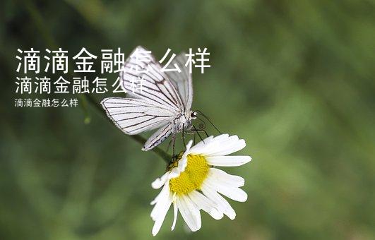 滴滴金融怎么样