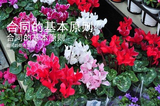 合同的基本原则