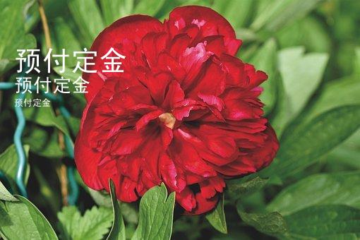 预付定金