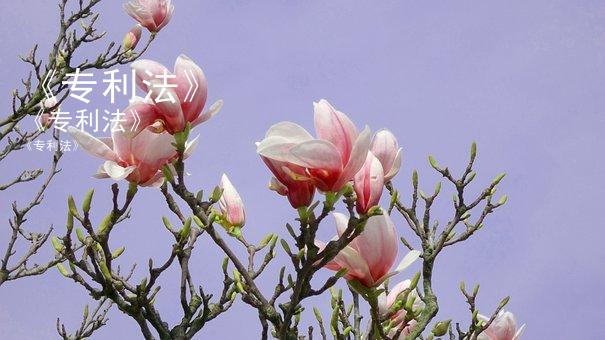 《专利法》