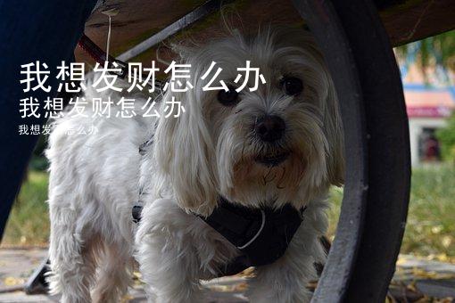 我想发财怎么办