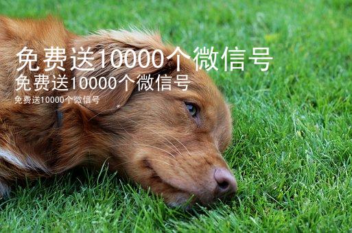 免费送10000个微信号