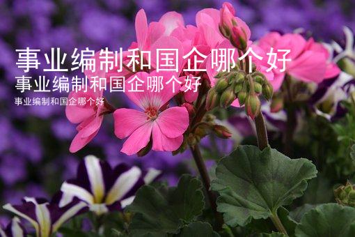 事业编制和国企哪个好