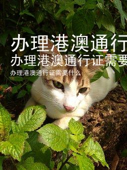 办理港澳通行证需要什么