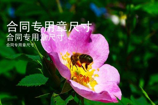 合同专用章尺寸