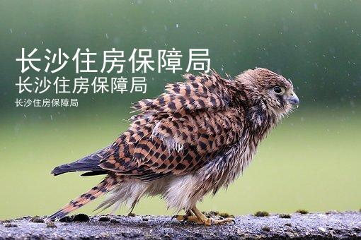 长沙住房保障局