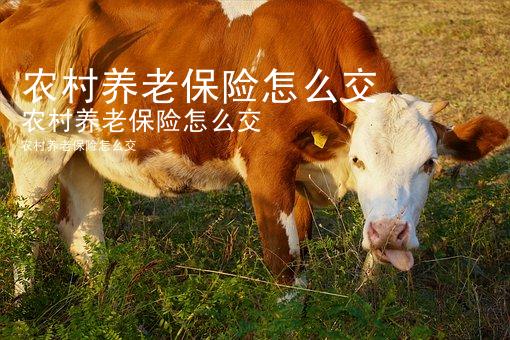 农村养老保险怎么交